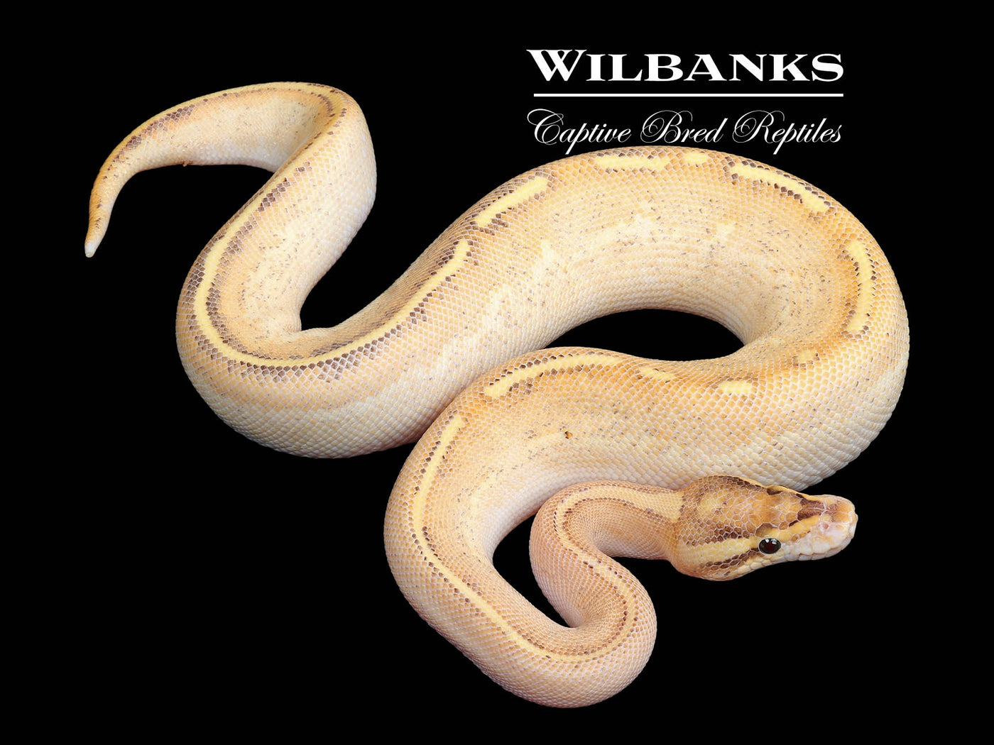 Fire Highway Ball Python ♀ '24