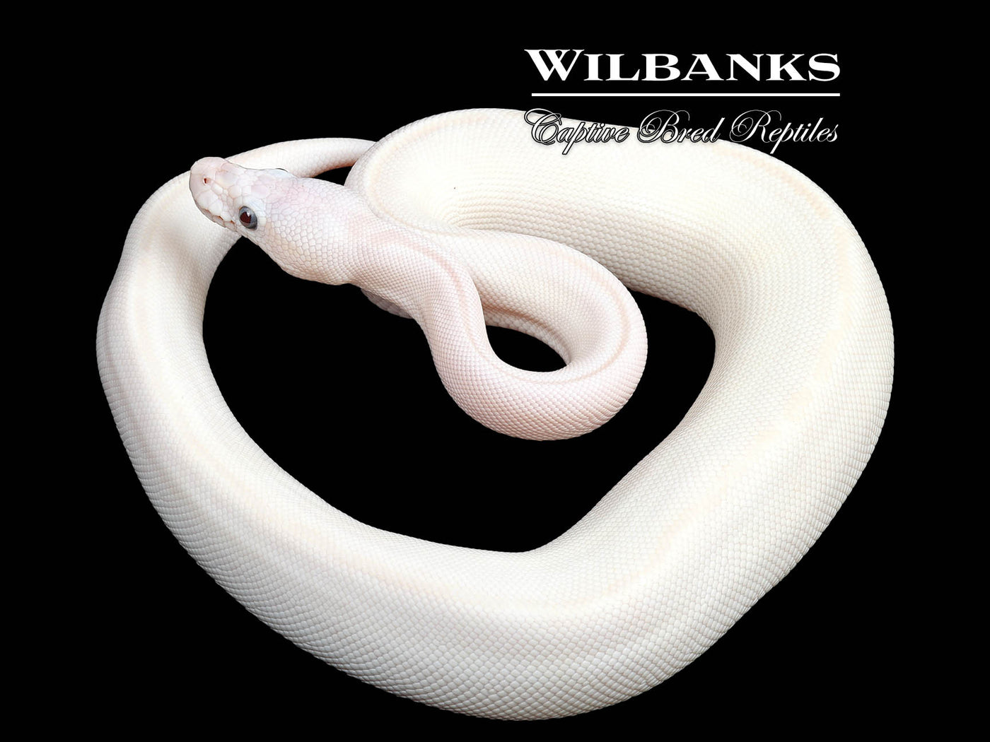 Blue Eyed Leucistic (Mojave Butter) Ball Python ♀ '24