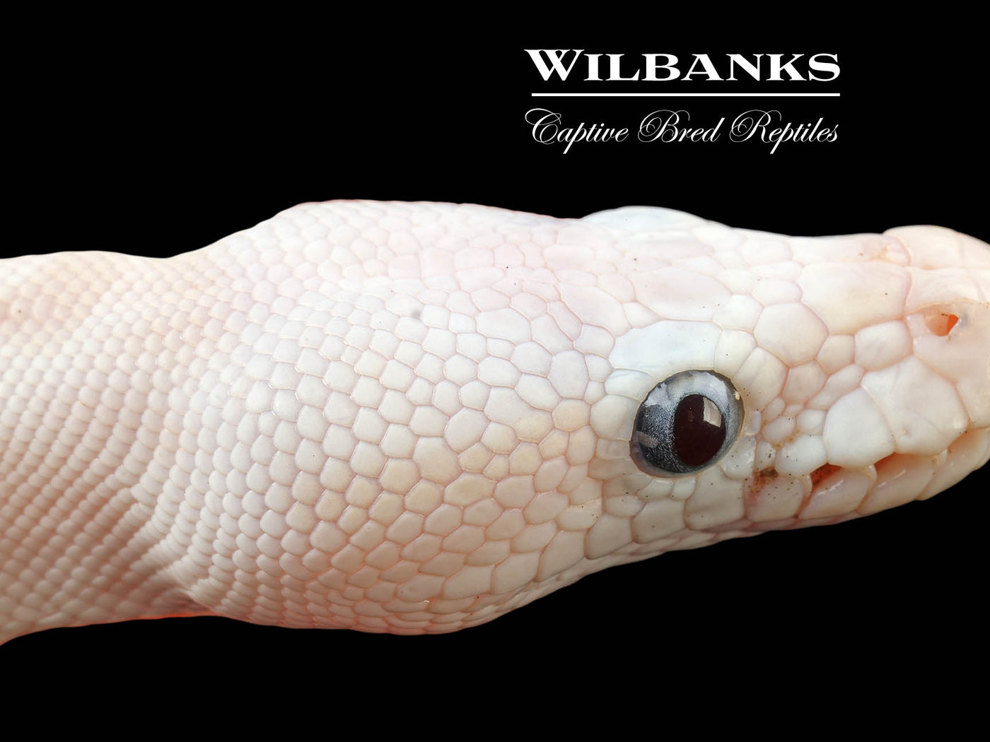 Blue Eyed Leucistic (Mojave Butter) Ball Python ♀ '24