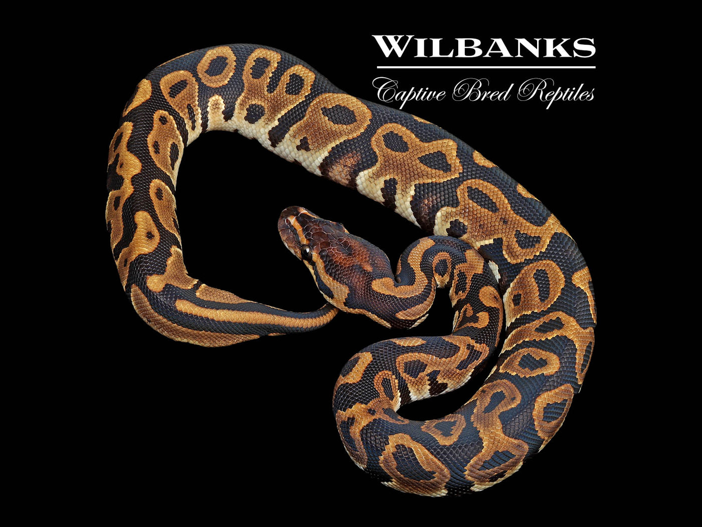 Leopard 100% Het. Lavender Albino Ball Python ♂ '24