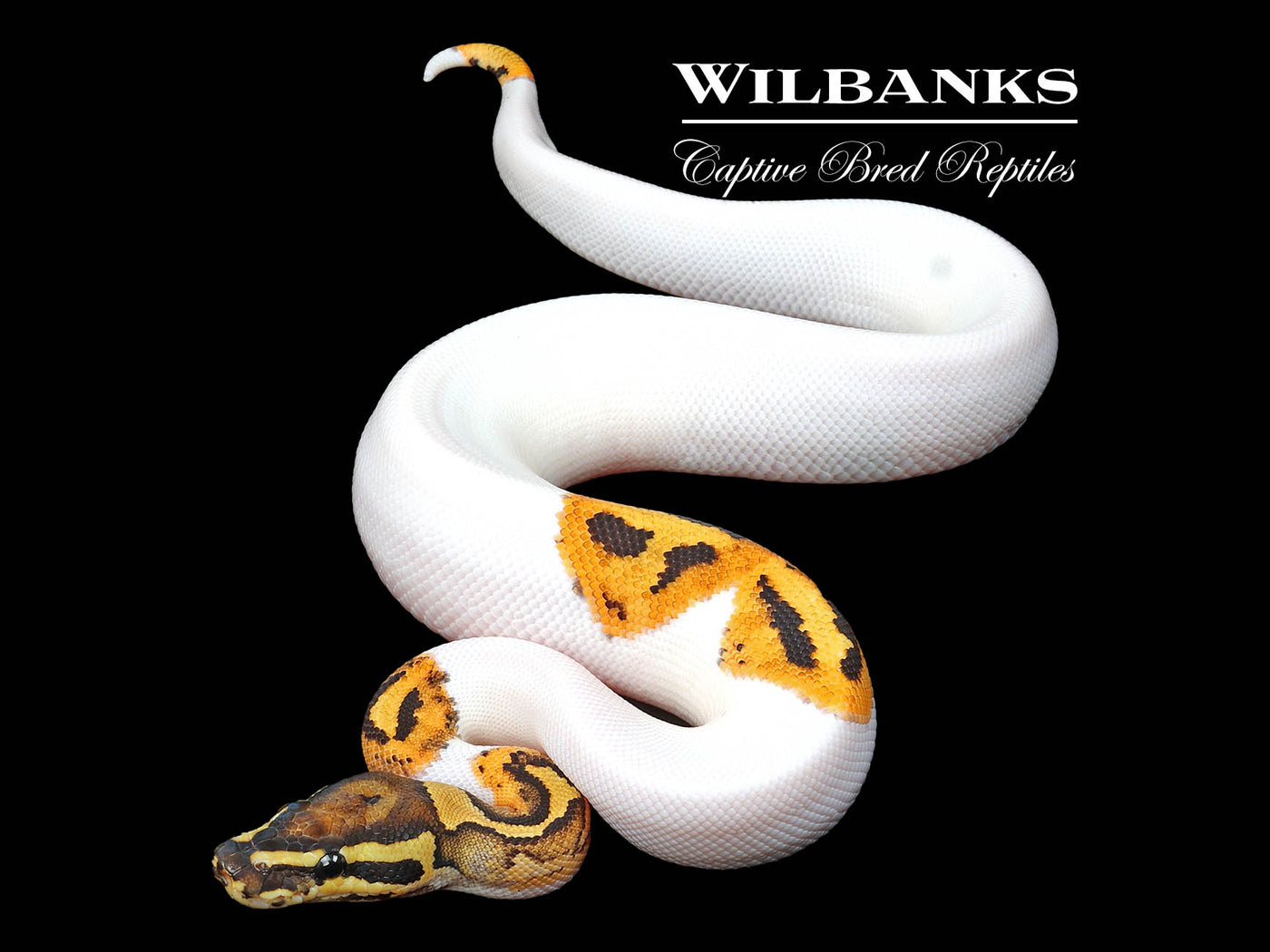 Fire Pied Smiley Emoji Ball Python ♂ '24