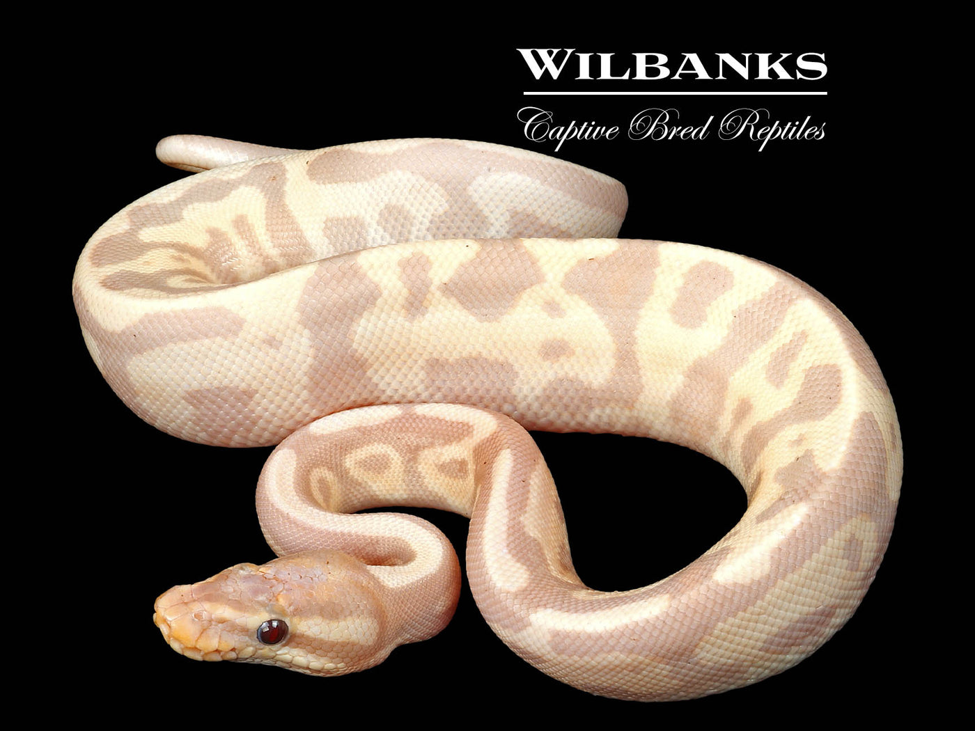 Banana Leopard Yellow Belly Ball Python ♂ '24