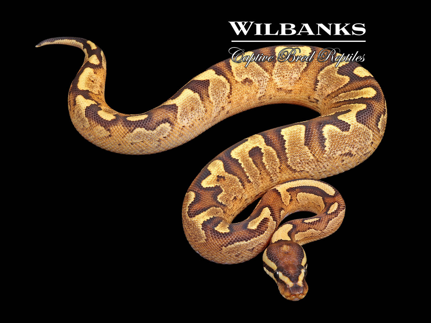 Enchi Fire Sugar Yellow Belly or Asphalt Ball Python ♀ '24