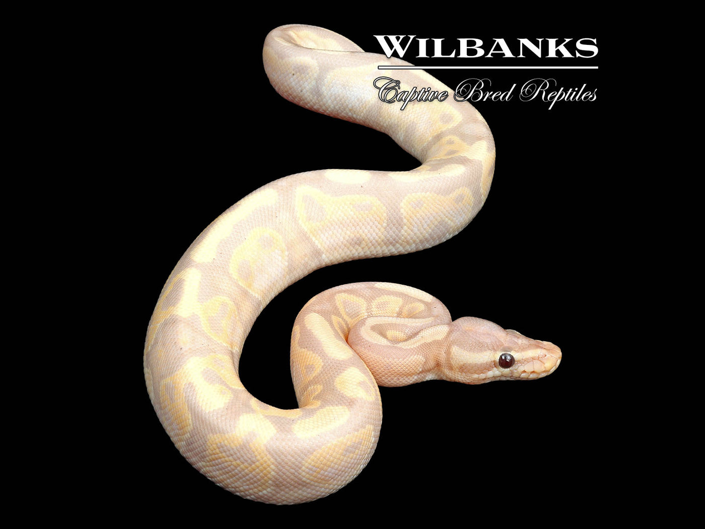 Banana Yellow Belly Ball Python ♂ '24