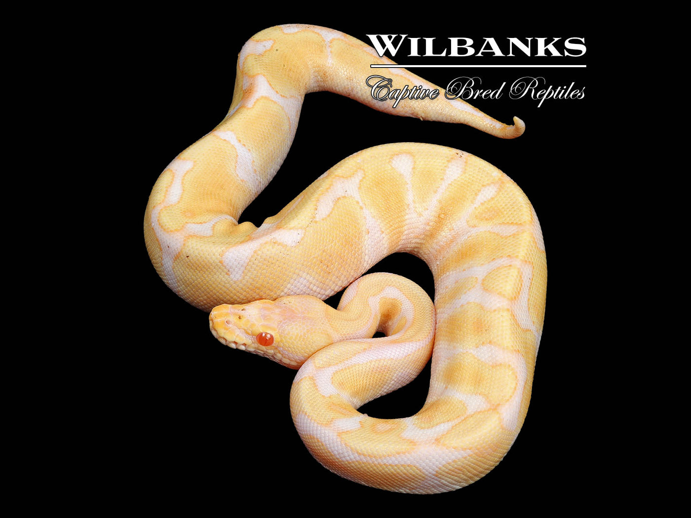 Albino Enchi Ball Python ♀ '24