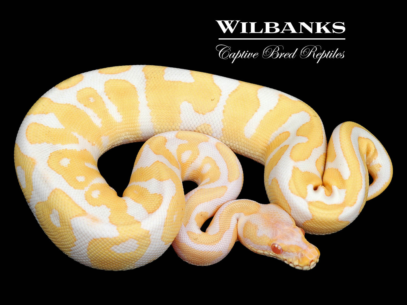 Albino Enchi Ball Python ♀ '24