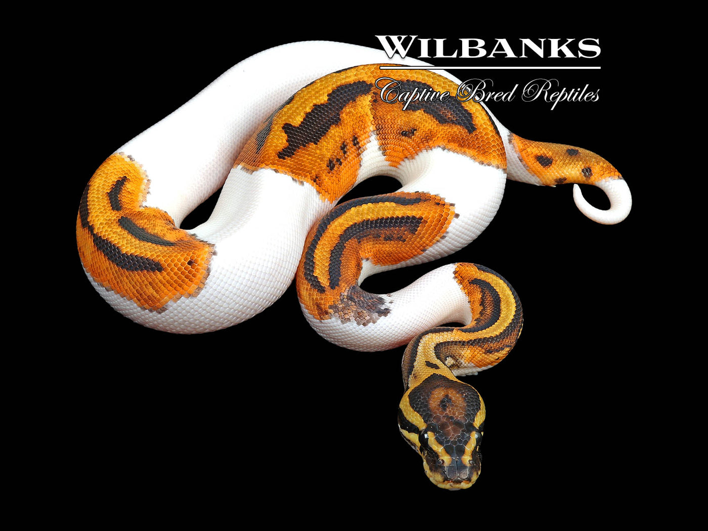 Pied 100% Het. Clown Ball Python ♂ '24