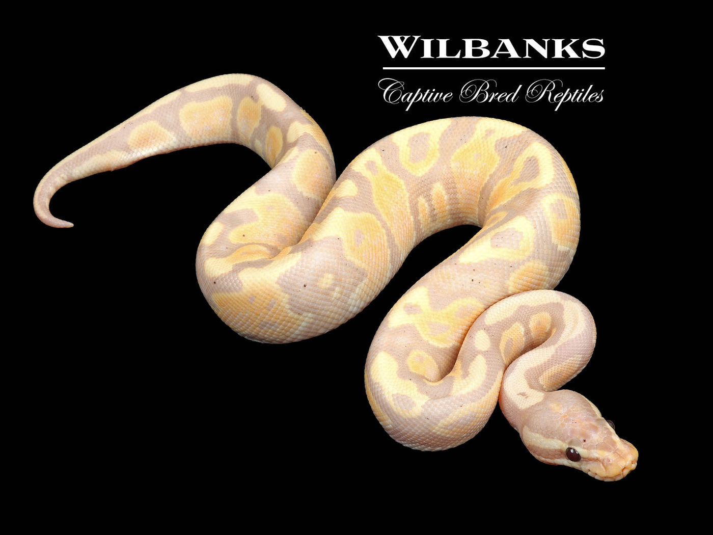 Banana Fire Ball Python ♂ '24