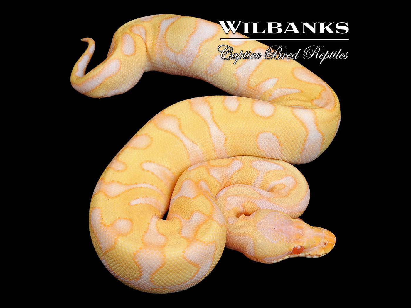 Albino Leopard Enchi Ball Python ♀ '24