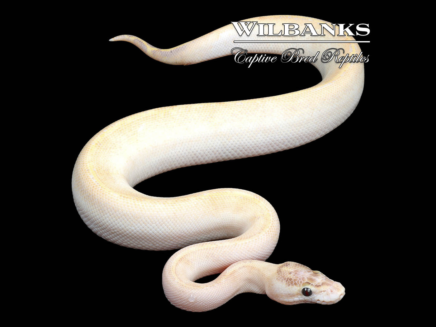 Ivory Ball Python ♂ '24