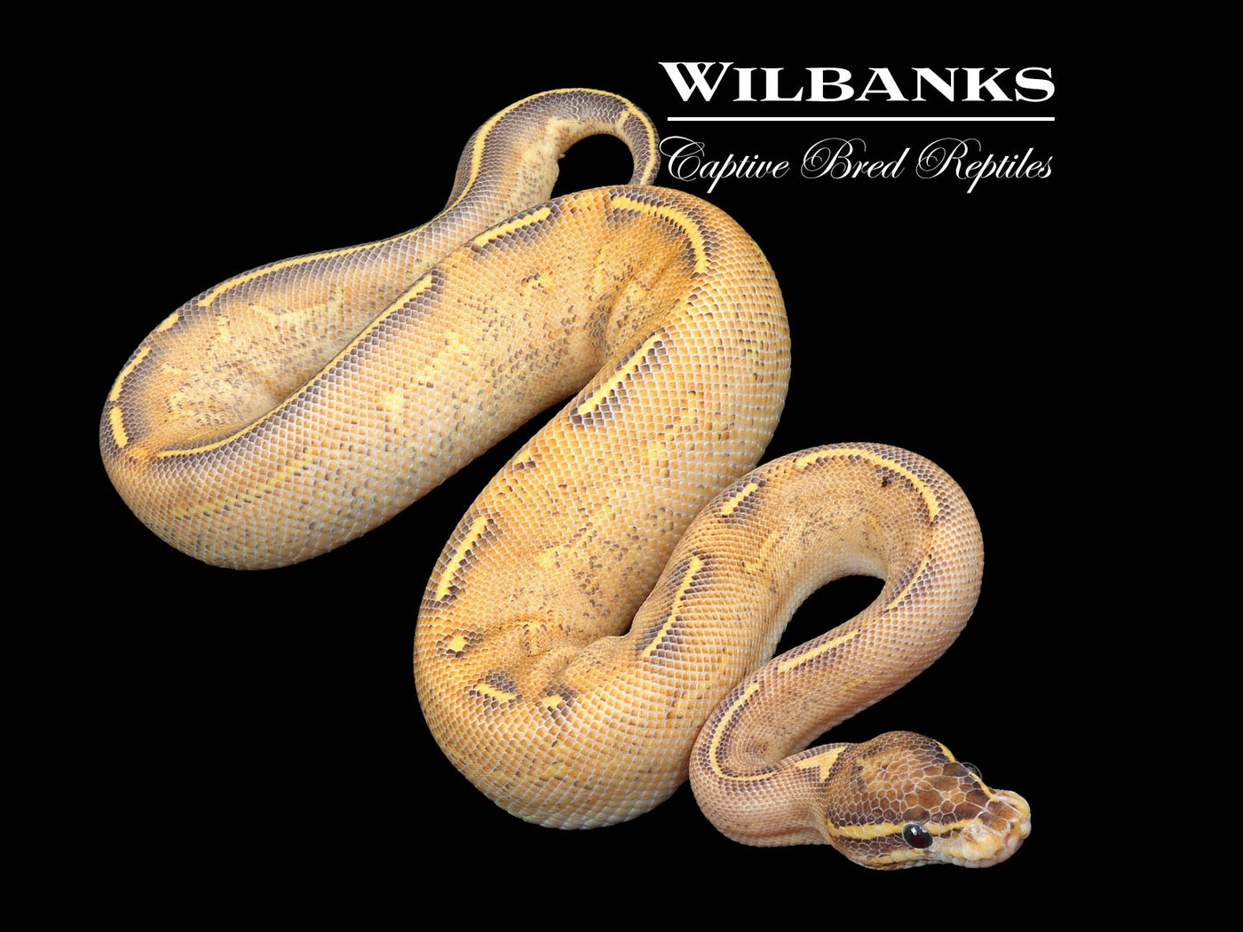 Highway Ball Python ♂ '24