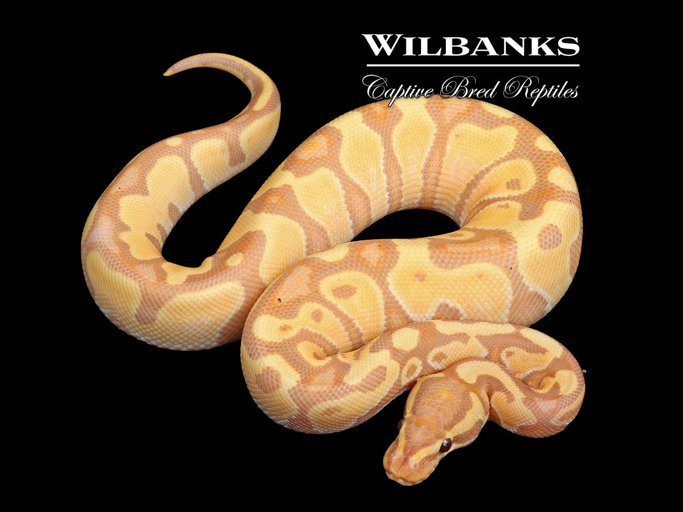 Banana Enchi Yellow Belly Ball Python ♂ '24