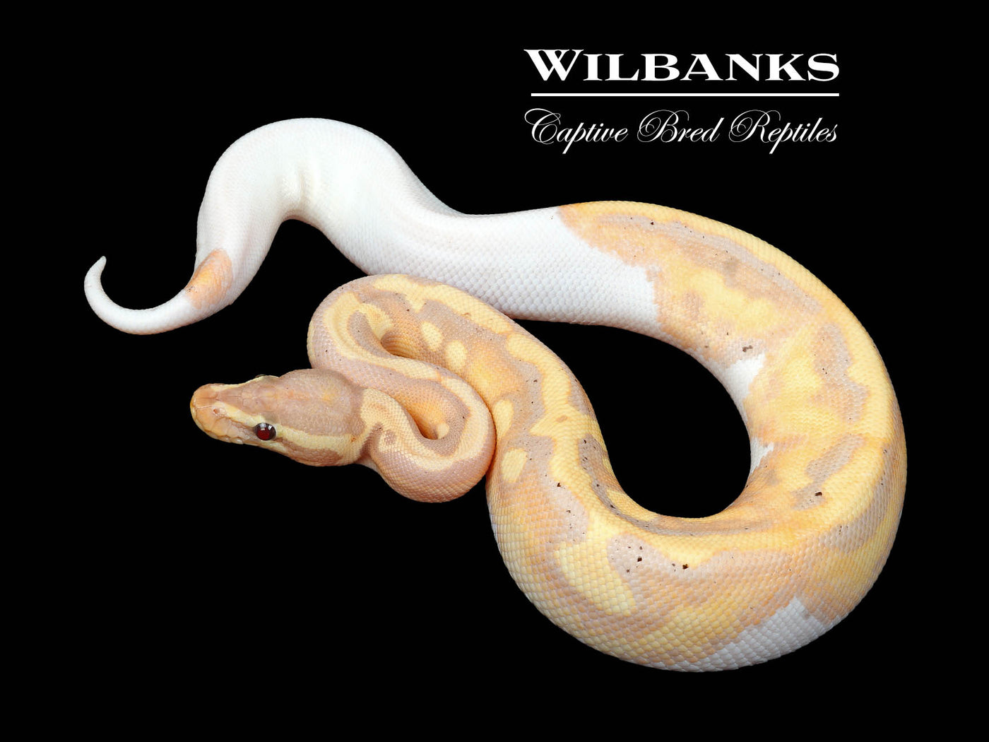 Banana Pied Ball Python ♂ '24