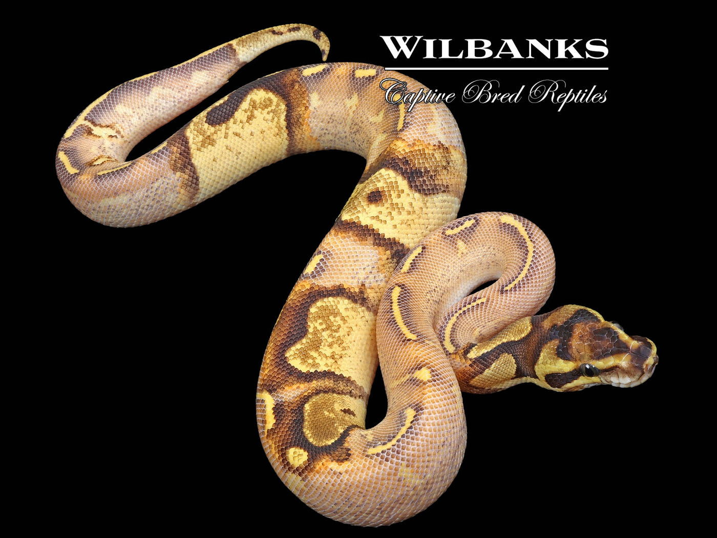 Paradox Enchi Highway Ball Python ♂ '24