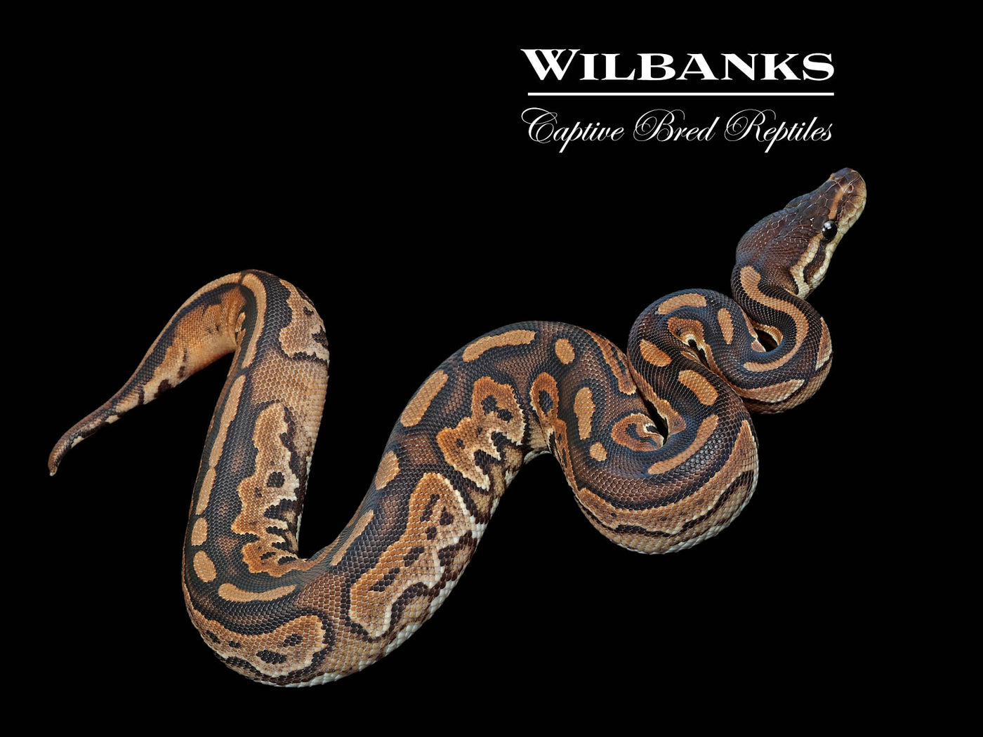 Red Stripe Cinnamon Ball Python ♀ '24