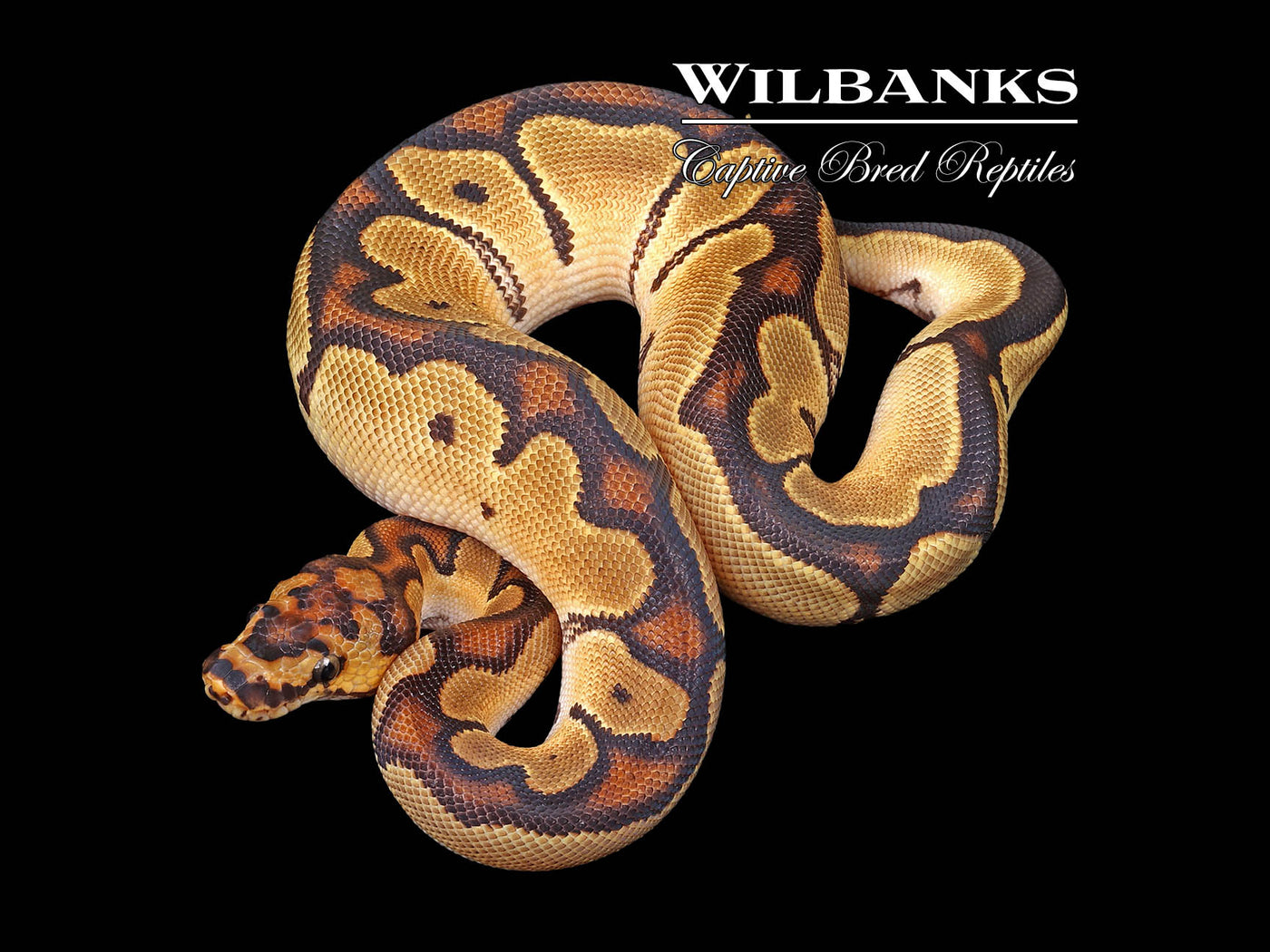 Orange Dream Clown Ball Python ♂ '24