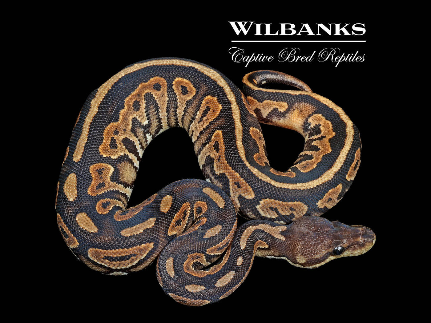 Cinnamon Mahogany 100% Het. Pied Ball Python ♀ '24