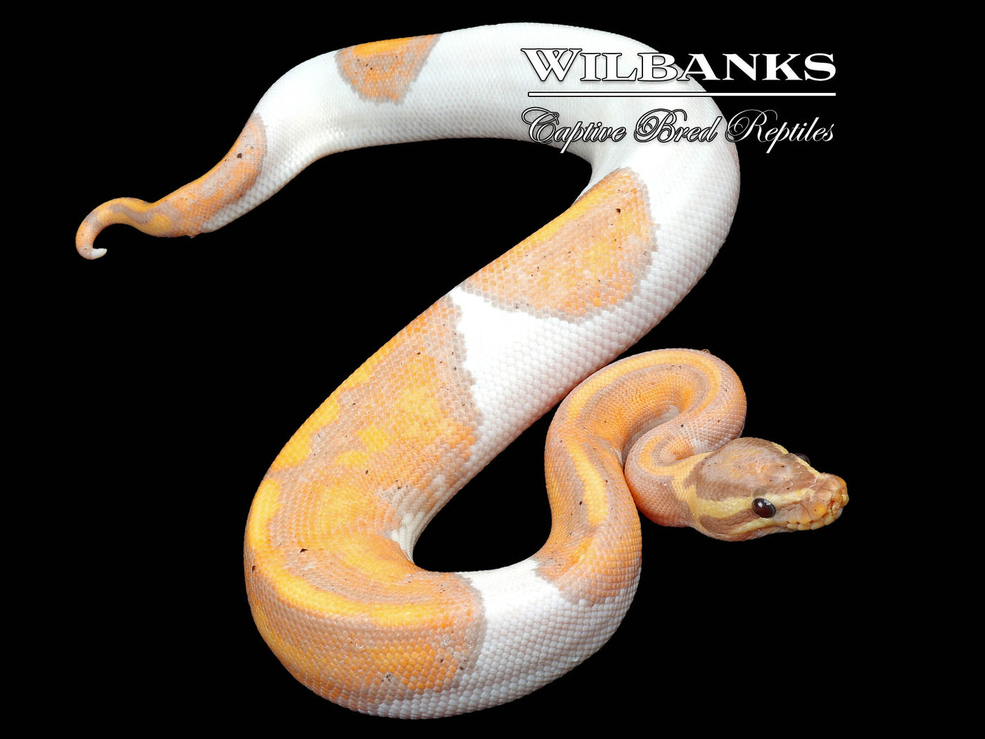 Banana Pied Ball Python ♂ '24