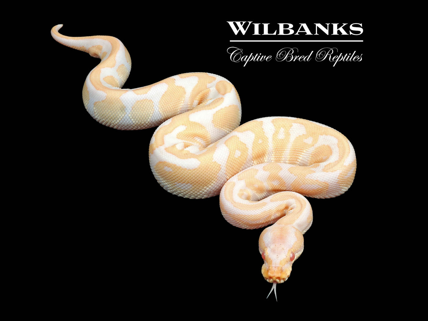 Albino Leopard Ball Python ♂ '24