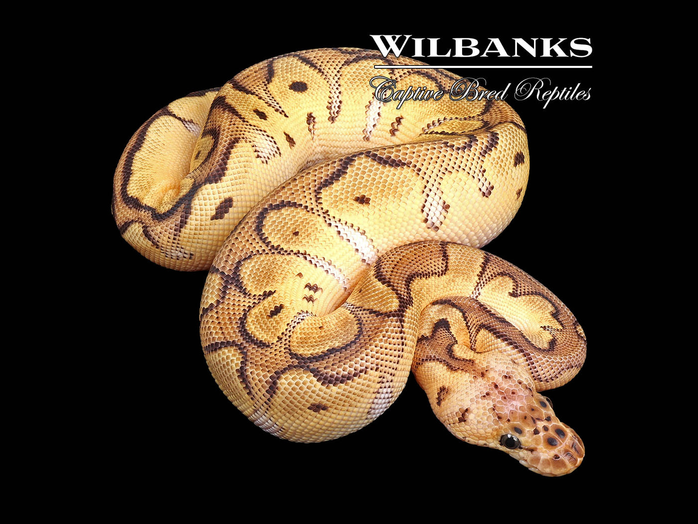 Orange Dream Pastel Clown Ball Python ♀ '24