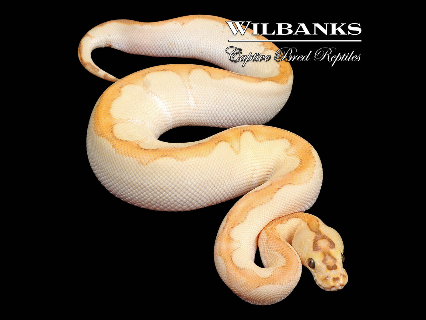 Banana Butter Enchi Clown Ball Python ♂ '24