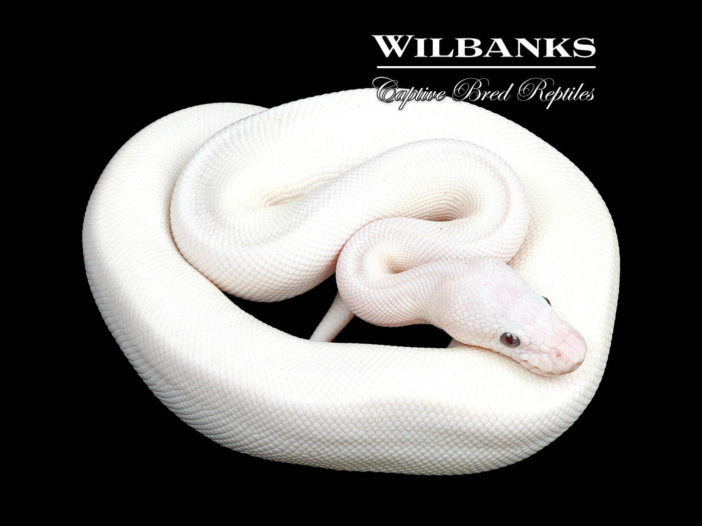 Banana Blue Eyed Leucistic (Mojave Butter) Ball Python ♂ '24