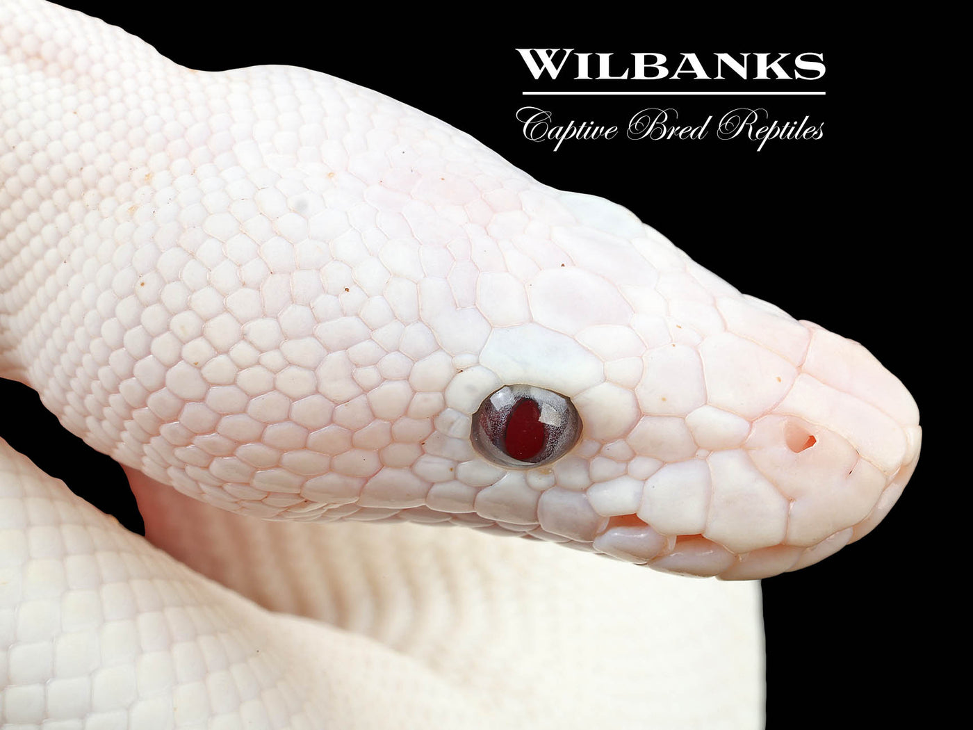 Banana Blue Eyed Leucistic (Mojave Butter) Ball Python ♂ '24