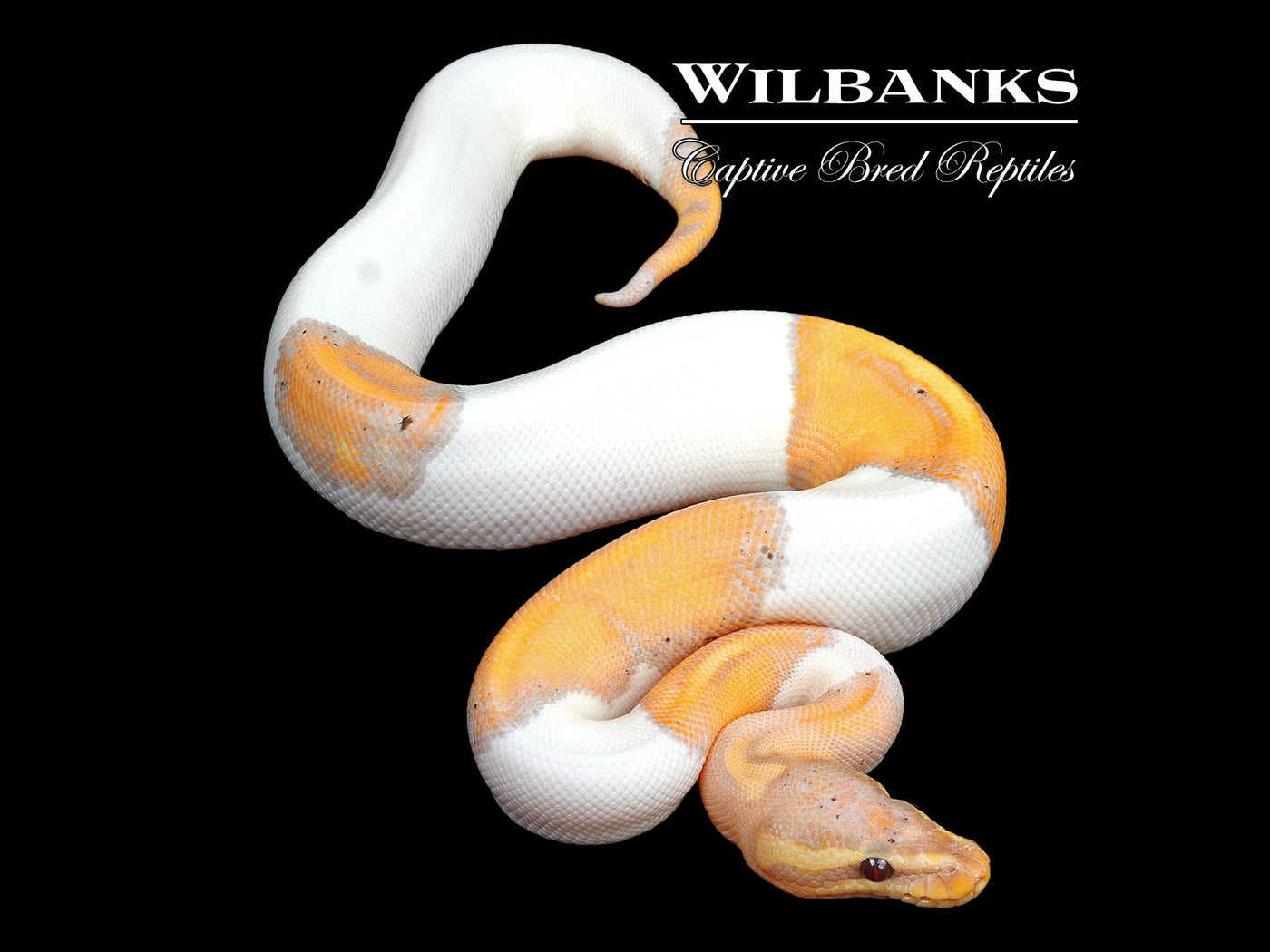 Banana Mahogany Pied Ball Python ♂ '24