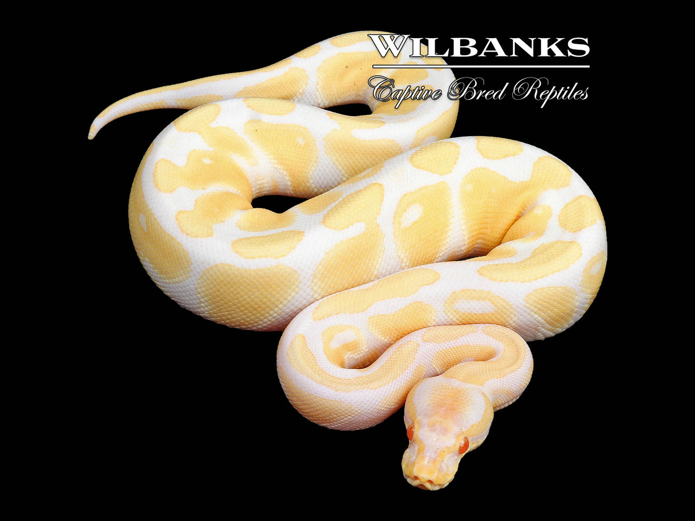 Albino Ball Python ♀ '24