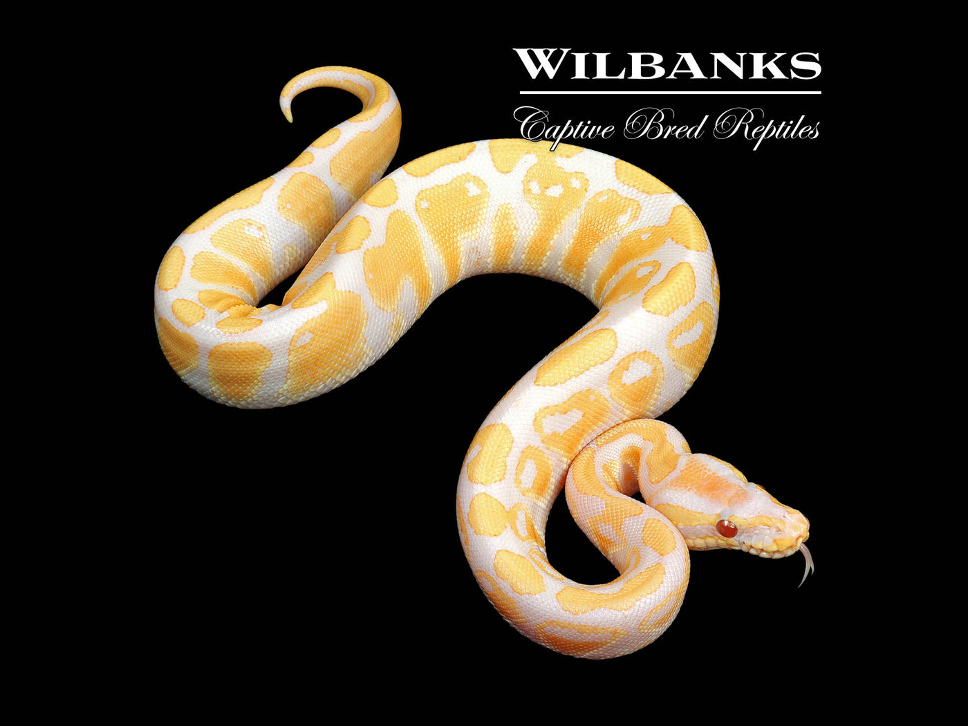 Lavender Albino Ball Python ♀ '24