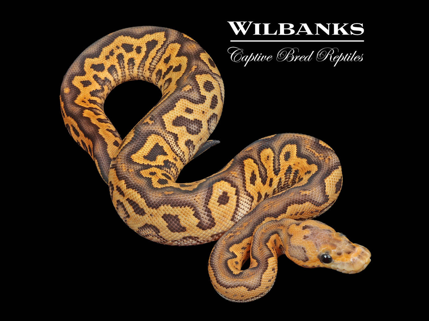 Black Fire Clown Ball Python ♀ '24