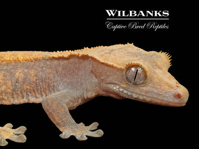 Fire (100% Guaranteed Het. Black Eyed Leucistic) Crested Gecko ♀ '24