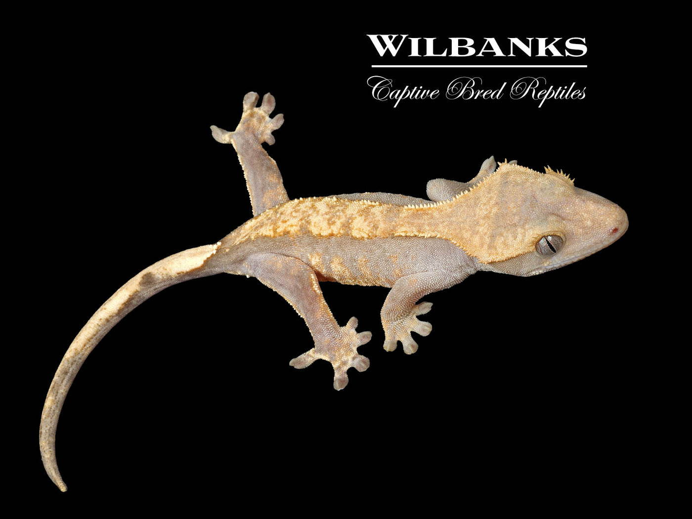 Fire (100% Guaranteed Het. Black Eyed Leucistic) Crested Gecko ♀ '24