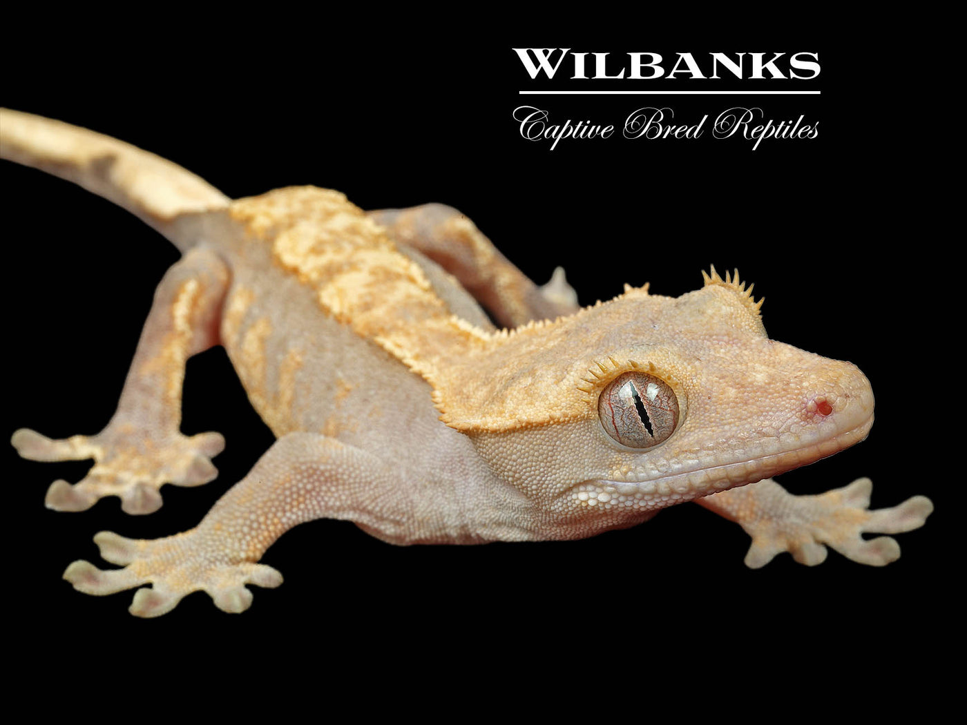 Fire (100% Guaranteed Het. Black Eyed Leucistic) Crested Gecko ♀ '24