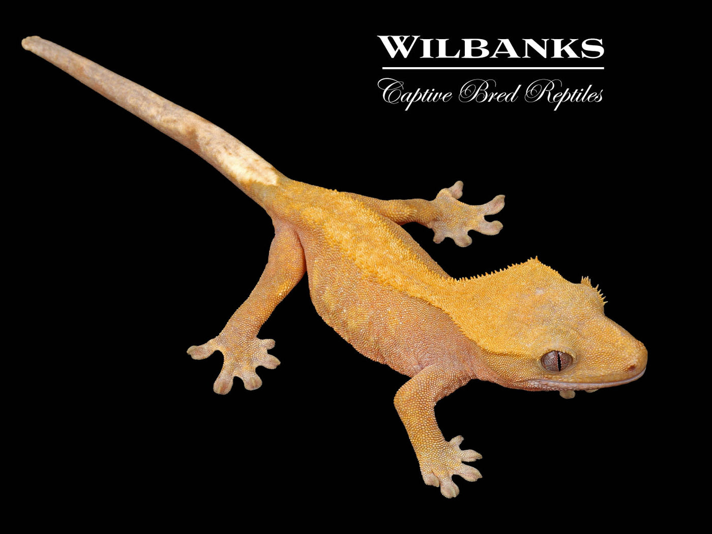 Fire (100% Guaranteed Het. Black Eyed Leucistic) Crested Gecko ♀ '24