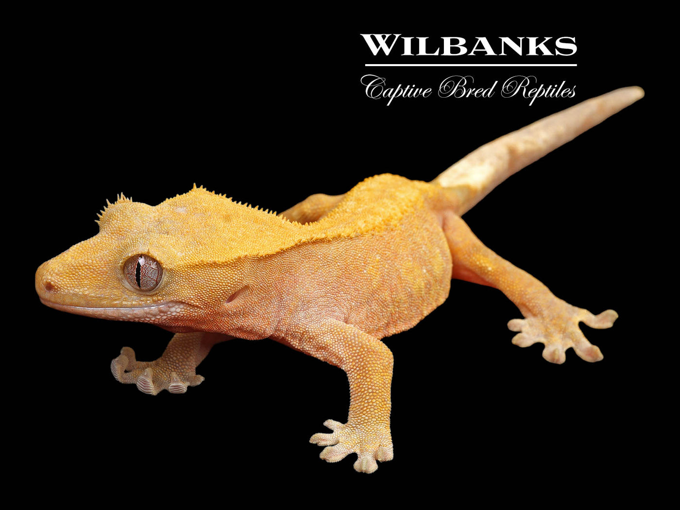 Fire (100% Guaranteed Het. Black Eyed Leucistic) Crested Gecko ♀ '24