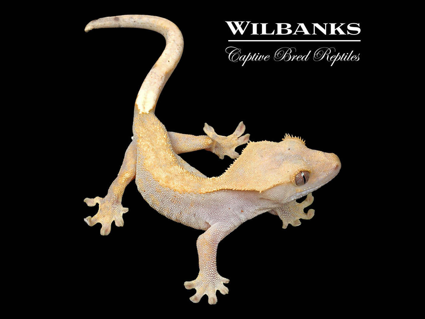 Fire (100% Guaranteed Het. Black Eyed Leucistic) Crested Gecko ♂ '24