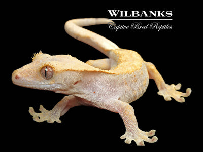 Fire (100% Guaranteed Het. Black Eyed Leucistic) Crested Gecko ♂ '24