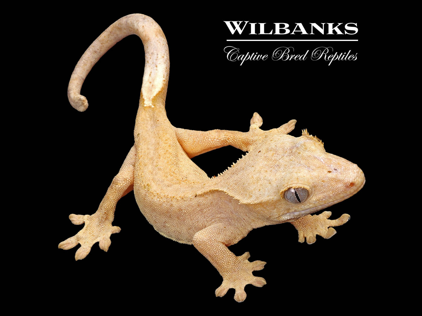 Fire (100% Guaranteed Het. Black Eyed Leucistic) Crested Gecko ♂ '24