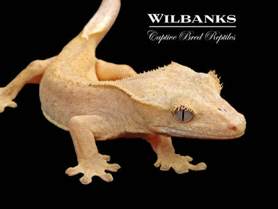 Fire (100% Guaranteed Het. Black Eyed Leucistic) Crested Gecko ♂ '24