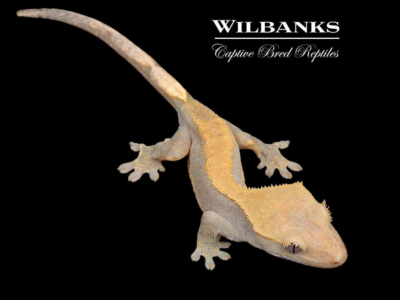 Fire (100% Guaranteed Het. Black Eyed Leucistic) Crested Gecko ♂ '24