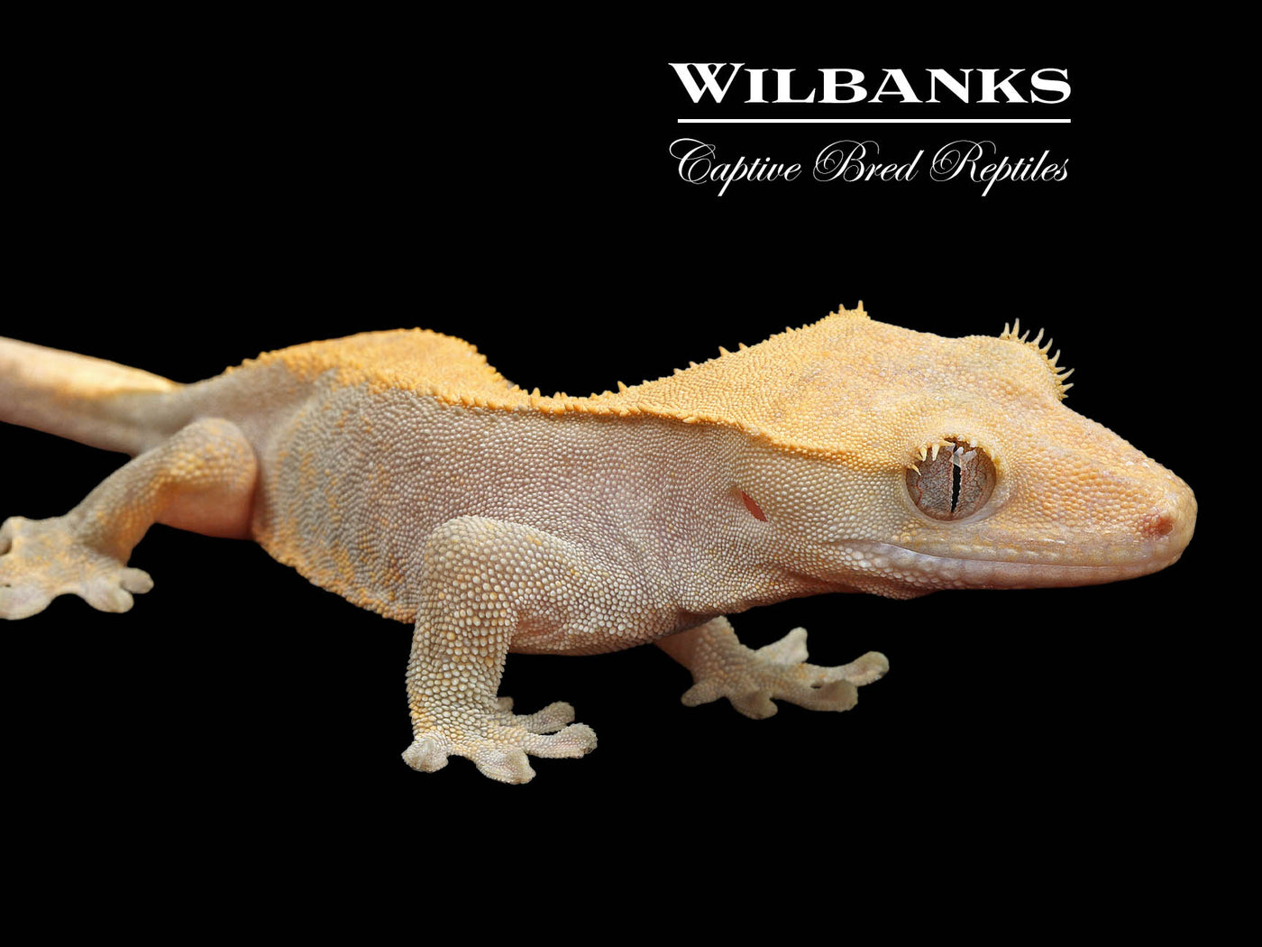 Fire (100% Guaranteed Het. Black Eyed Leucistic) Crested Gecko ♂ '24