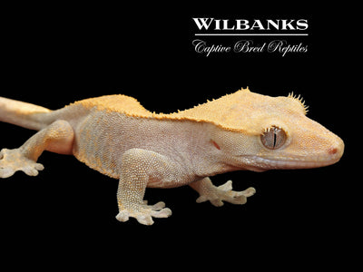 Fire (100% Guaranteed Het. Black Eyed Leucistic) Crested Gecko ♂ '24