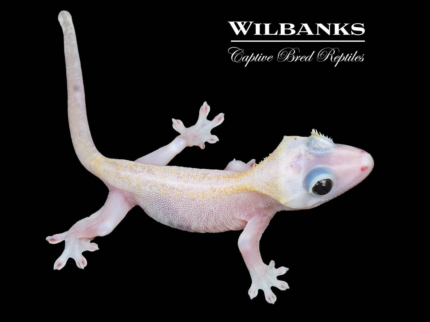 Super Fire aka Black Eyed Leucistic Crested Gecko ♂ '24