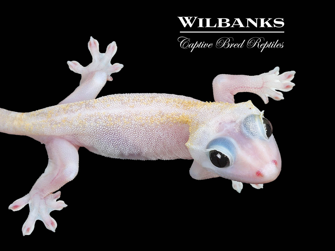 Super Fire aka Black Eyed Leucistic Crested Gecko ♂ '24