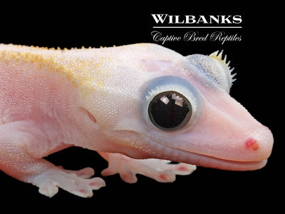 Super Fire aka Black Eyed Leucistic Crested Gecko ♂ '24