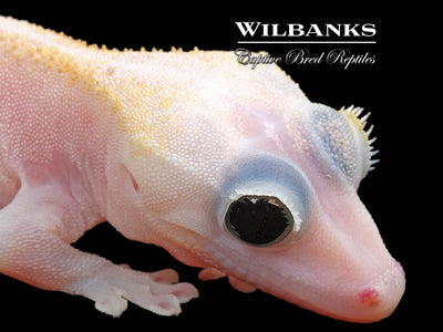 Super Fire aka Black Eyed Leucistic Crested Gecko ♂ '24