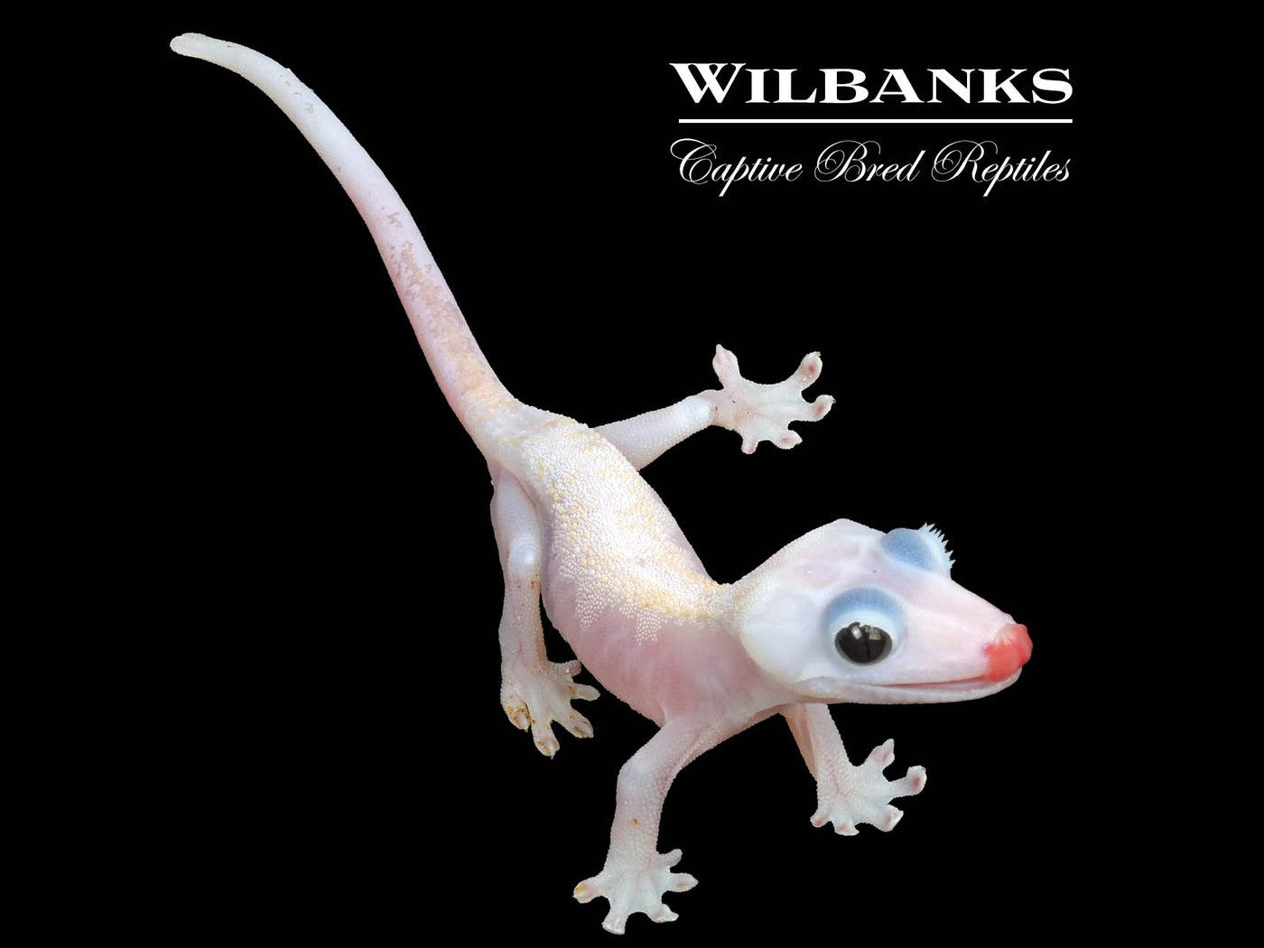 Super Fire aka Black Eyed Leucistic Crested Gecko ♀ '24