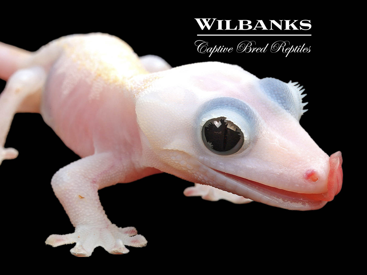 Super Fire aka Black Eyed Leucistic Crested Gecko ♀ '24