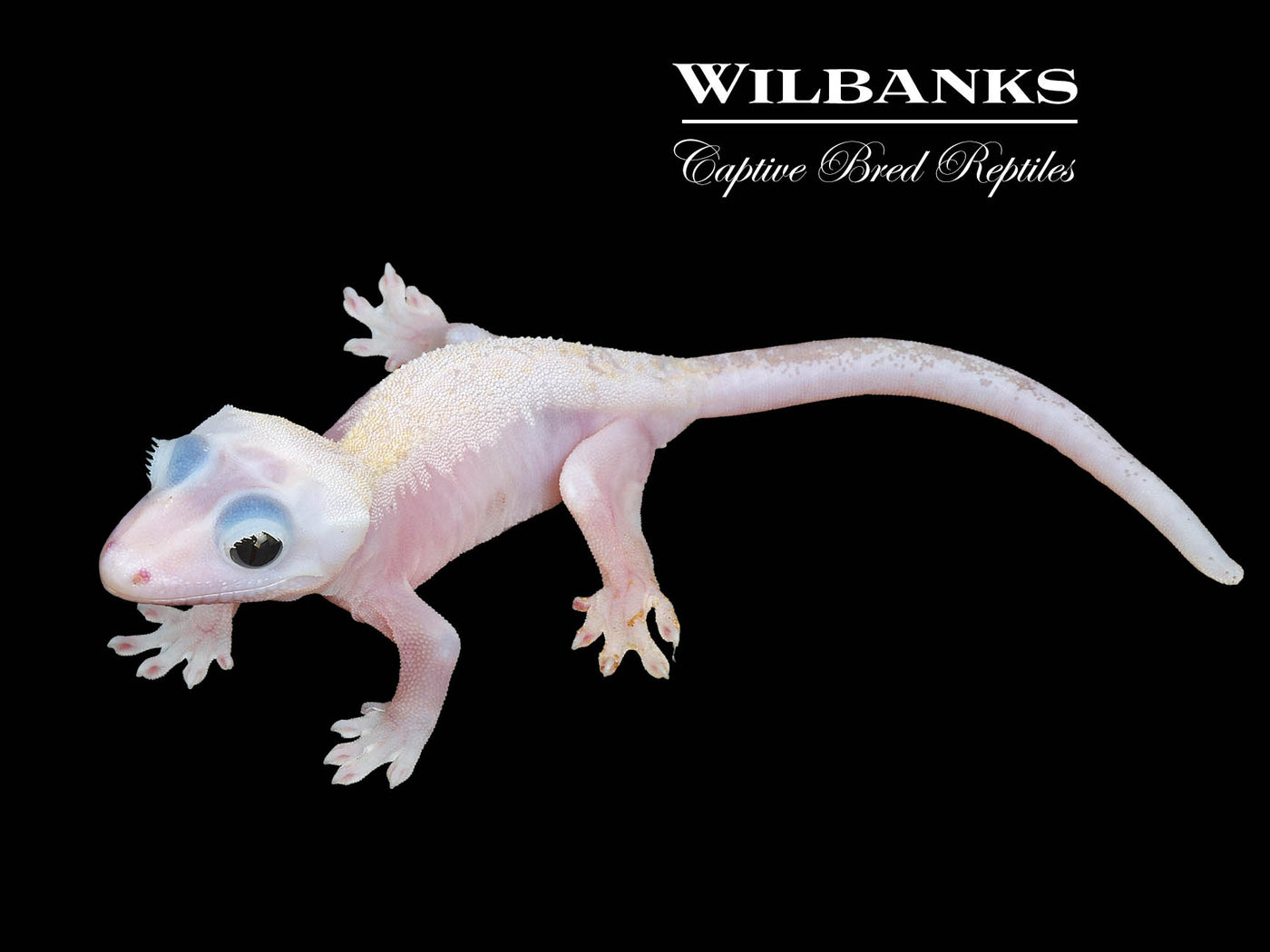 Super Fire aka Black Eyed Leucistic Crested Gecko ♀ '24